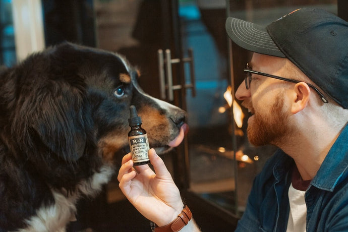 Dos and Don'ts for Administering CBD Oil to Your Dog